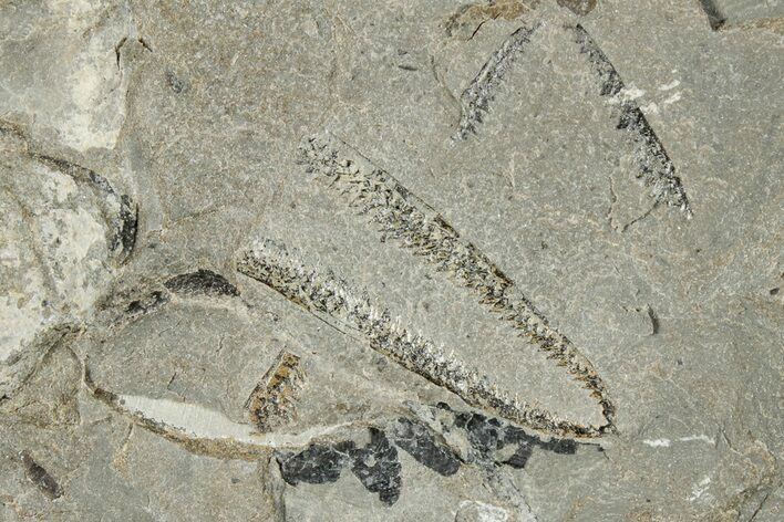Ordovician Graptolite (Didymograptus) Plate - Utah #271747